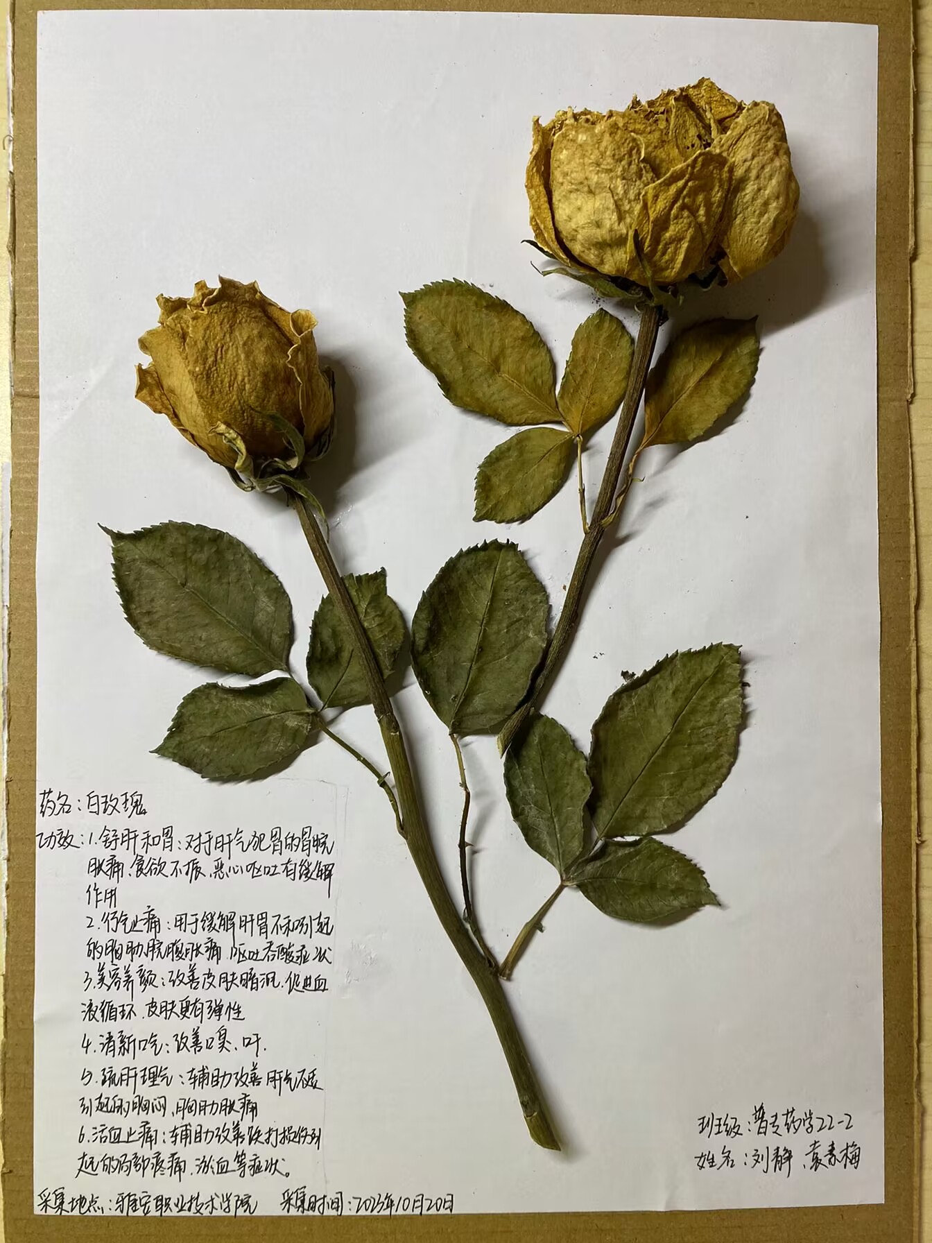 药学与检验学院开展“中药标本制作比赛”活动-雅安职业技术学院——药学与检验学院